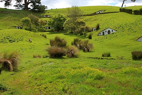 ニュージーランドの帆ビットの言え周辺に住む羊たち (3)