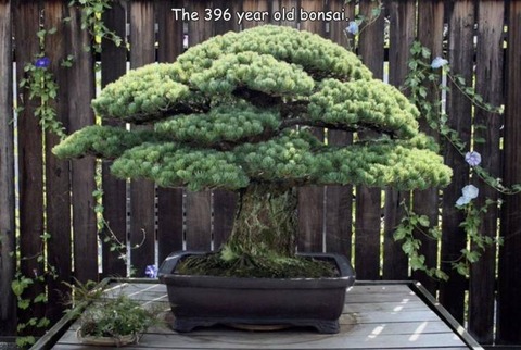 ３９６年物の盆栽が凄い！！