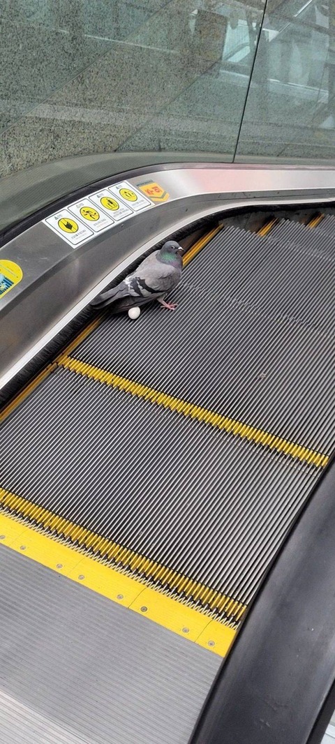 変な場所でタマゴを産んでしまったハト