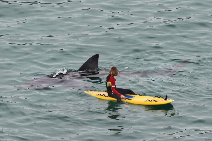 【画像】サメとサーファーの接近遭遇が怖すぎ。