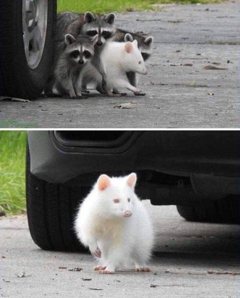 珍しいアルビノのアライグマが見つかる