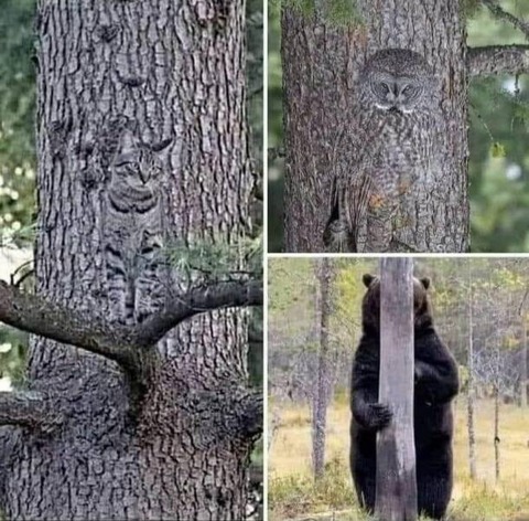 動物のカモフラージュが凄いw…！？