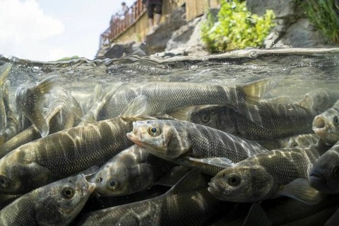 ボラが大量発生した時の川の中の様子