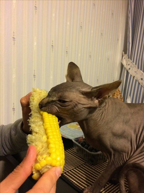 トウモロコシに喰らいつくスフィンクス