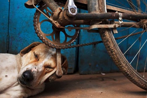 自転車のペダルは犬にとってちょうど良い枕