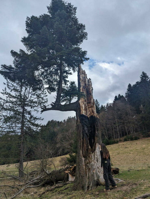 カミナリが落ちた大木を翌朝見に行った