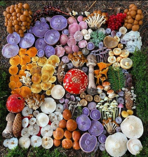 キノコは意外とカラフルな野菜…！？
