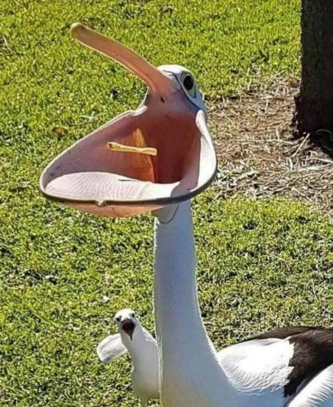 ペリカンの捕食を見て驚くカモメｗｗｗ！！