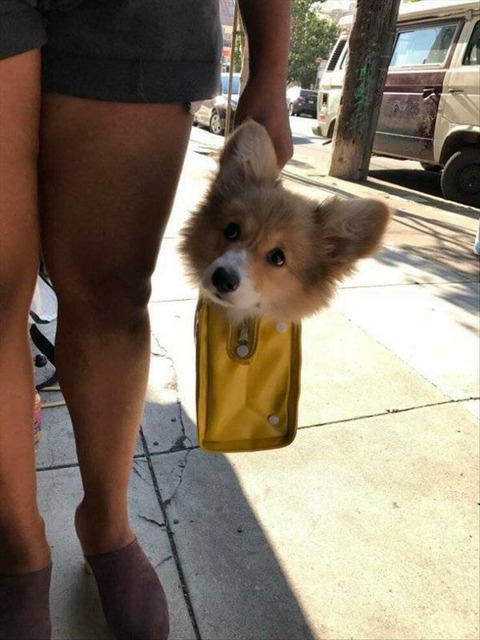 フワフワの犬をバッグに入れるとこんな感じ