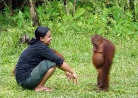 オランウータンの反省