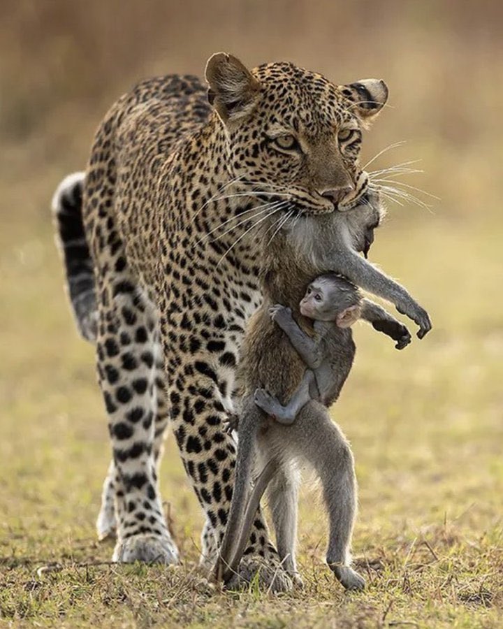 【画像】ヒョウがサルを捕らえたら悲しいオマケがついてた…