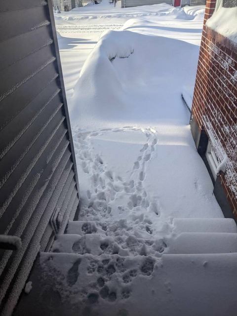 イヌが喜び庭駆けまわる…とは限らない…。