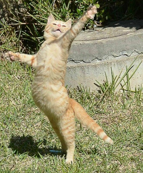 お腹ポンポンの猫、自然を謳歌する