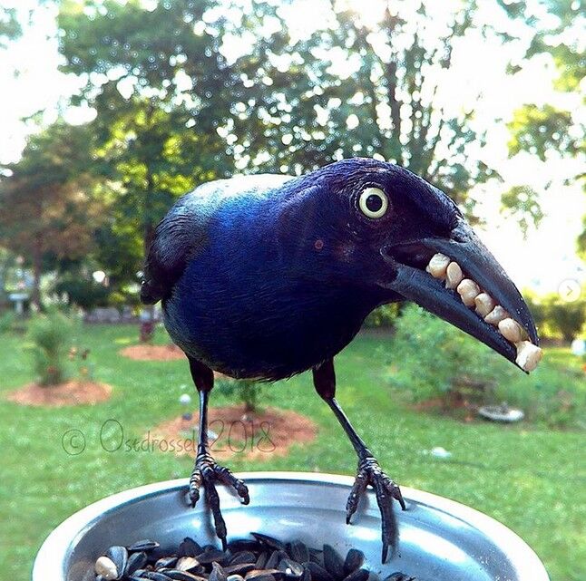 ネタ画像.COM : カラスに歯が生えているのかと思った…