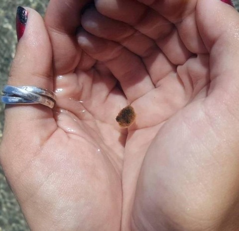 フグの幼生を捕まえた！