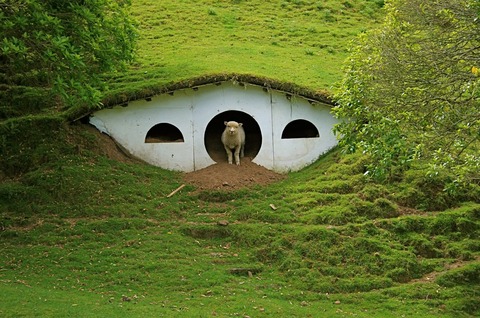 ニュージーランドの帆ビットの言え周辺に住む羊たち (2)