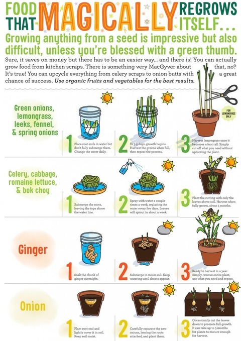 野菜から育てられる野菜、永久ねぎ