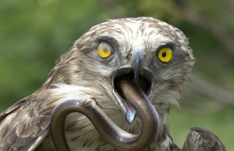 ヘビを飲み込む猛禽類の図。