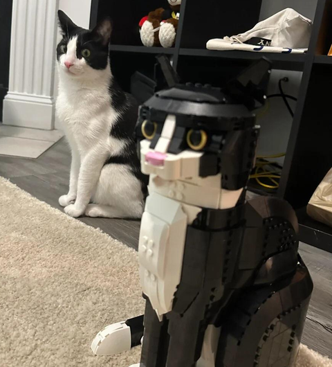 自分とソックリな猫型ロボットにビビるネコ…