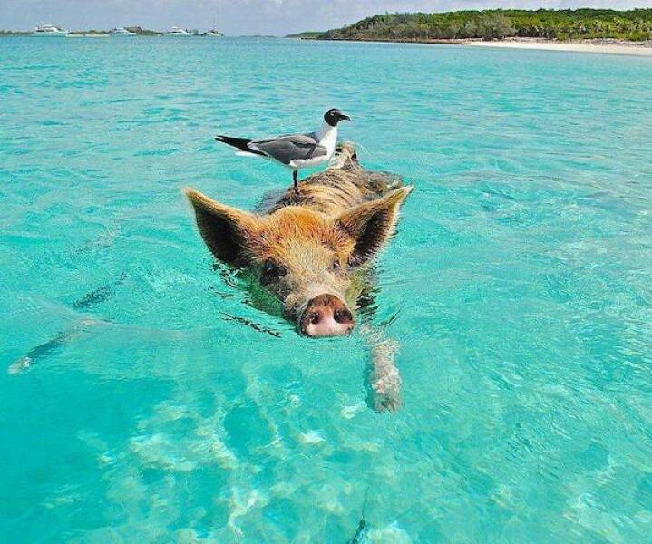 【画像】ブタの背に乗ってバハマの海を渡るトリさん