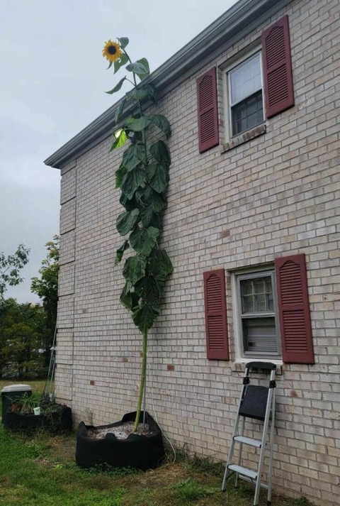 ヒマワリはここまででかくなる。お化けひまわり