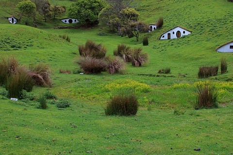 ニュージーランドの帆ビットの言え周辺に住む羊たち (5)