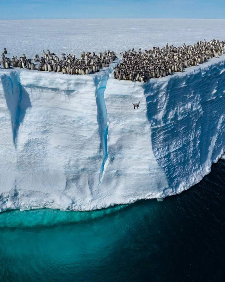 【画像】これがファーストペンギンの決死のジャンプだ！！