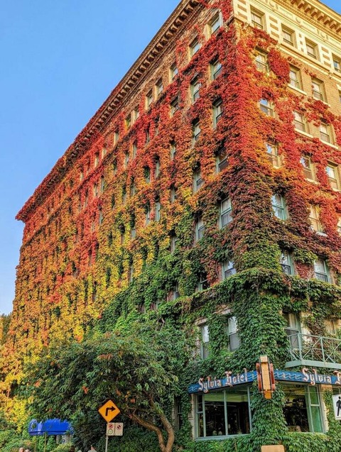 紅葉が見られるビル壁の草が草ｗ！！