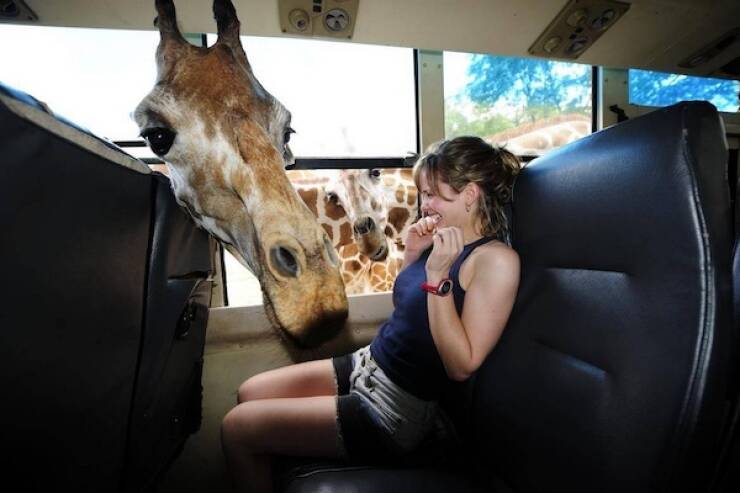 【画像】不思議なぐらいデカい生き物、キリンとの邂逅