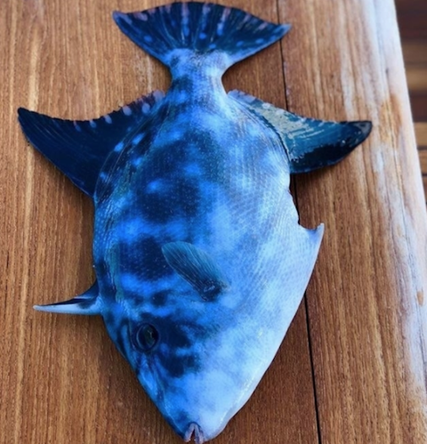 非常に珍しい 青い魚 って見たことある ネタ画像 Com 非常に珍しい 青い魚 って見たことある ネタ画像 Com
