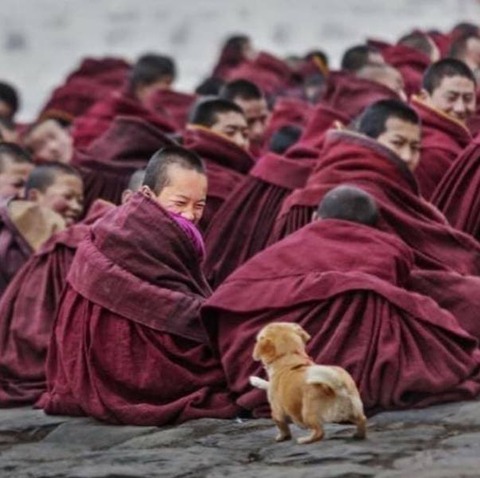 少年ラマ僧と仔犬