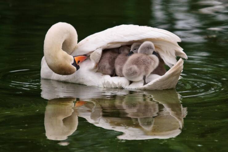 【画像】これがホントのスワンボート！！