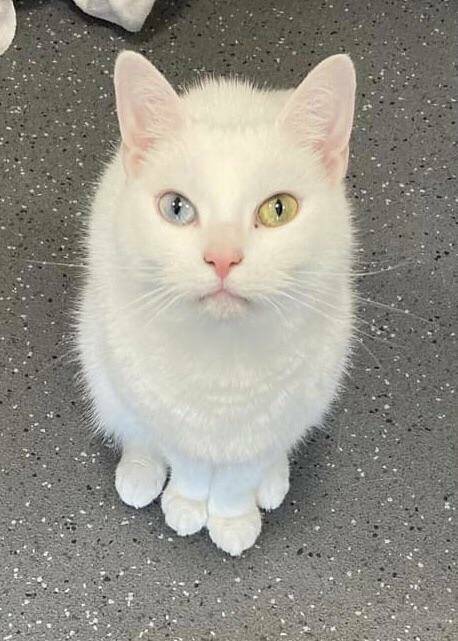 目頭のほくろが特徴的なオッドアイの白い美ネコさん