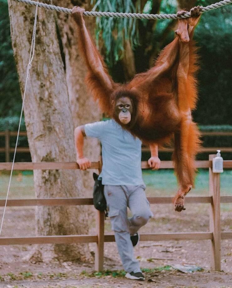 【画像】顔の位置がちょうどピッタリ来たオランウータンとのフュージョン写真