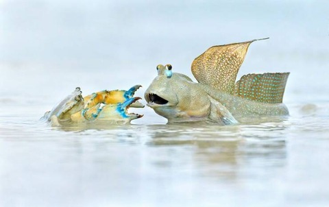 カニとハゼの対話、若しくは邂逅