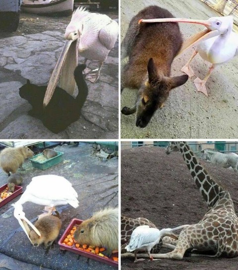 とりあえず食べられるかどうか…、試すだけ試すペリカン