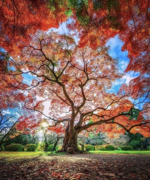 紅葉の大木を下から見た時の広がりが凄い！