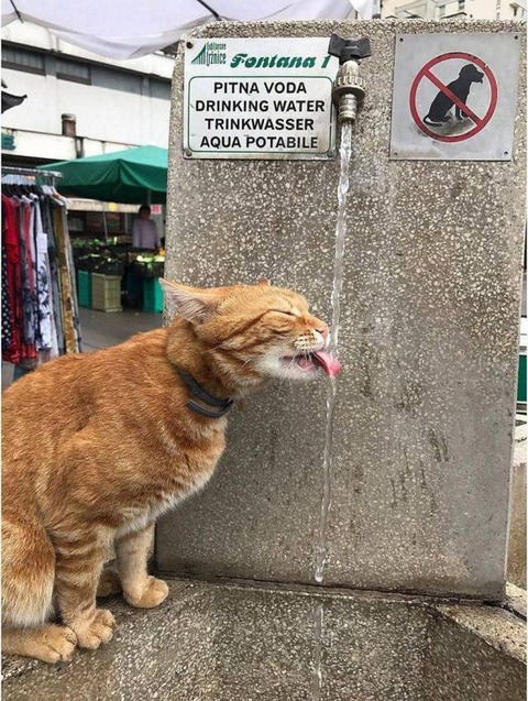ネコはいいけどイヌはダメな水飲み場