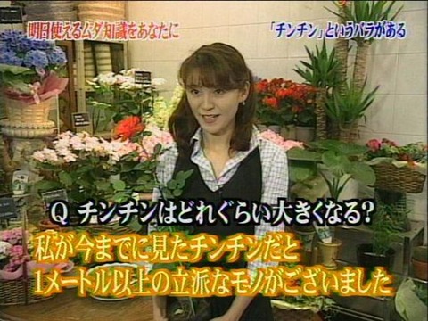 チンチンというバラの種類があるという話。