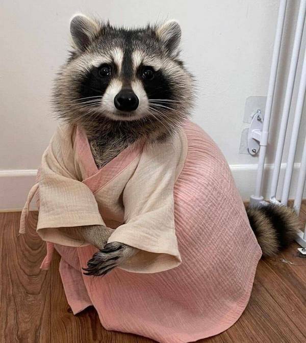 【画像】アライグマにチマチョゴリを着せてみた