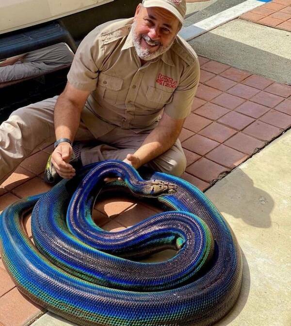 【画像】凄く綺麗な青い大蛇ｗ！！