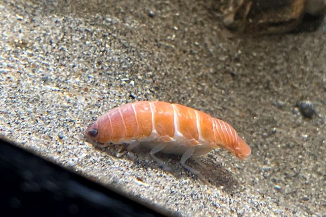 【画像】スシその物みたいなエビが発見される