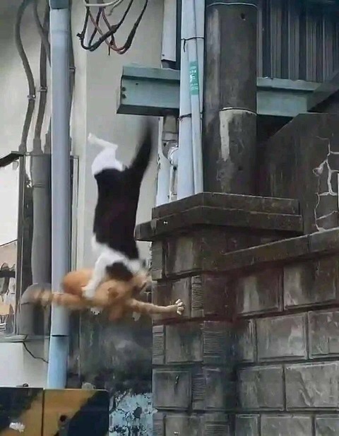 躍動感のある猫のケンカの画像…ｗ！！
