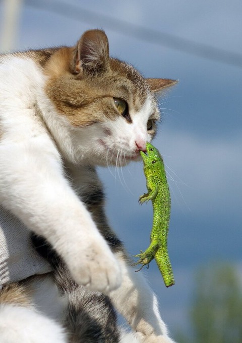 トカゲに噛まれる猫