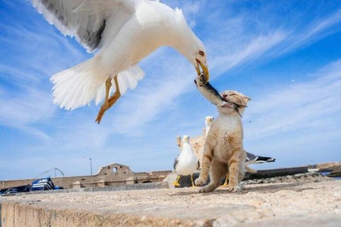 ネコとカモメのサカナの取り合い