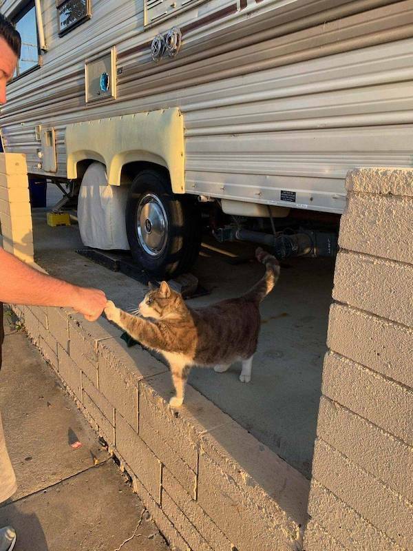 【画像】仕事終わりにネコとフィスト・バンプ！！