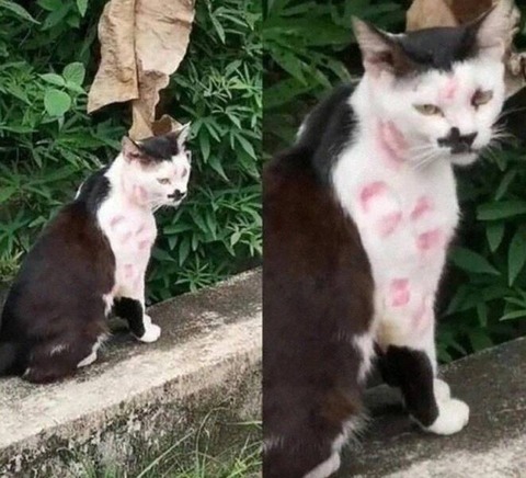 メチャクチャ女性にモテるネコｗ！！