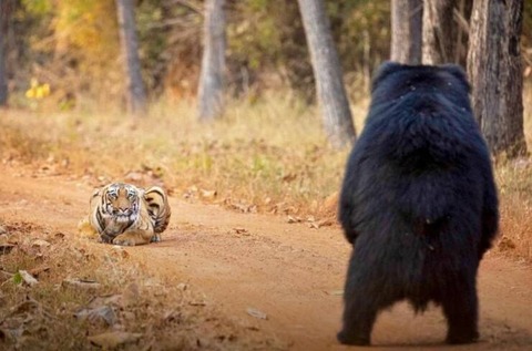 クマとトラの対峙の構図