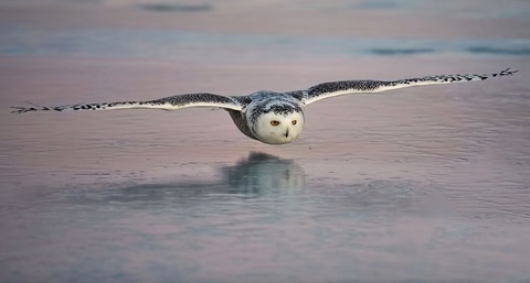 超低空飛行のフクロウと普通にてくてく歩くフクロウ (1)