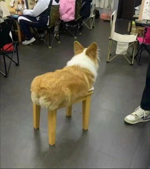 足が長くなったコーギー…？？
